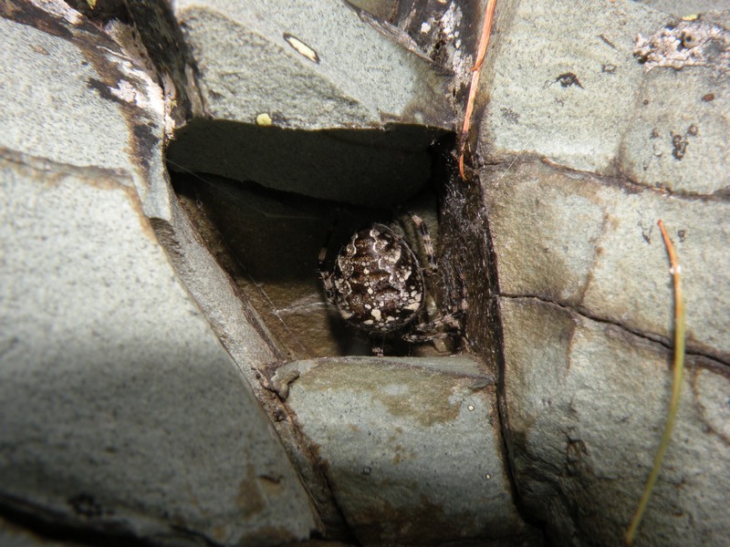 Araneus diadematus